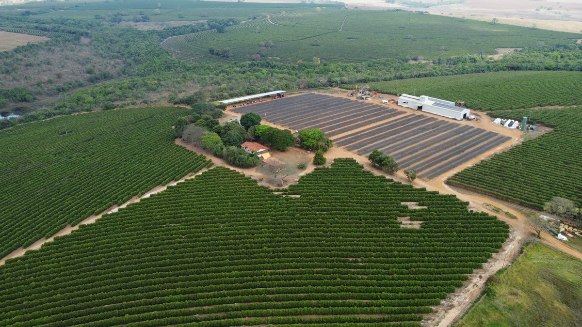 Drone view over Fazenda Terra Alta: long rows of coffee, red-dirt roads, drying beds and farm sheds across rolling plateau