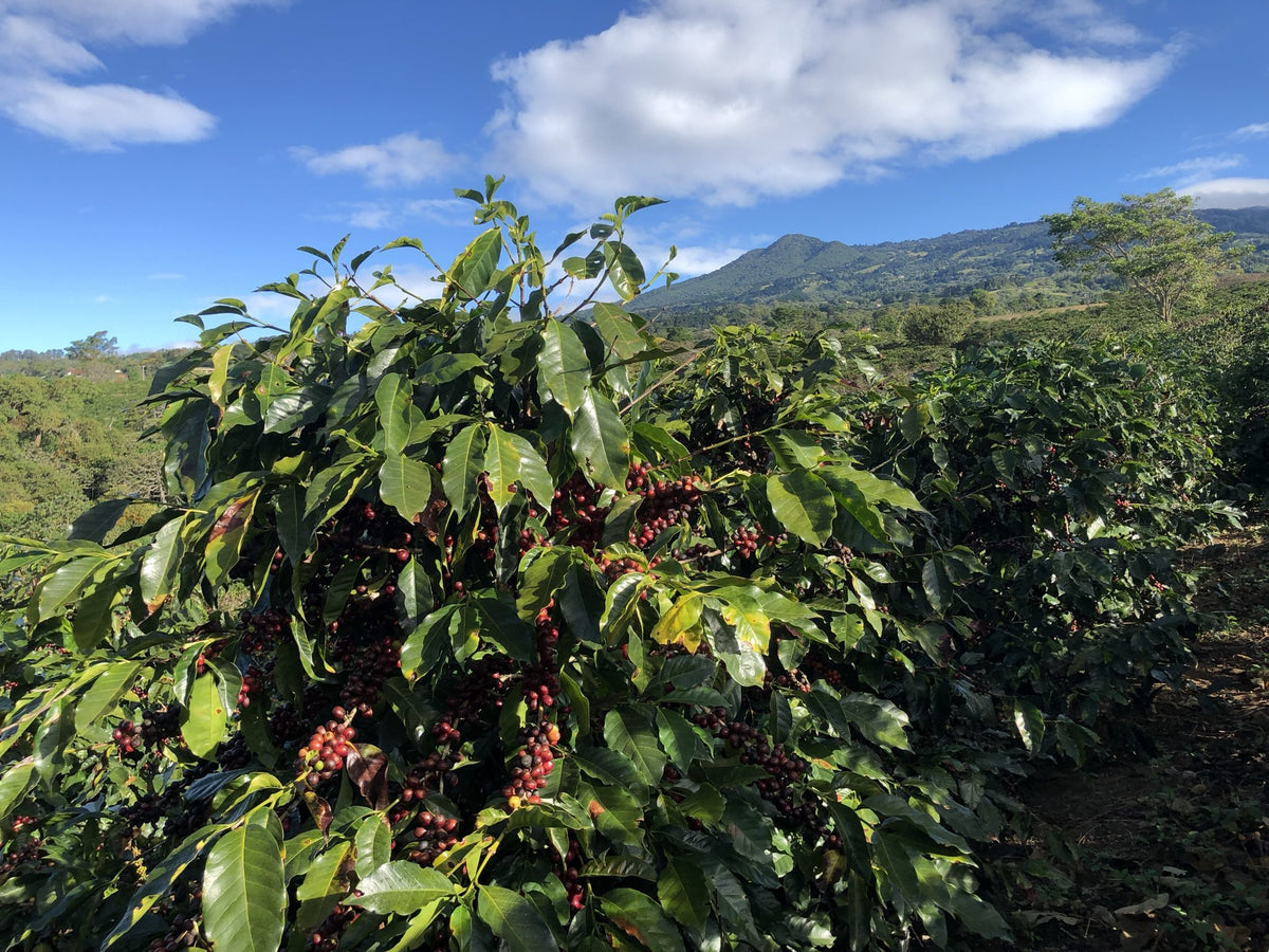 A coffee tree loaded with red cherries in the foreground at Volcán Azul, with volcano slopes and blue sky behind