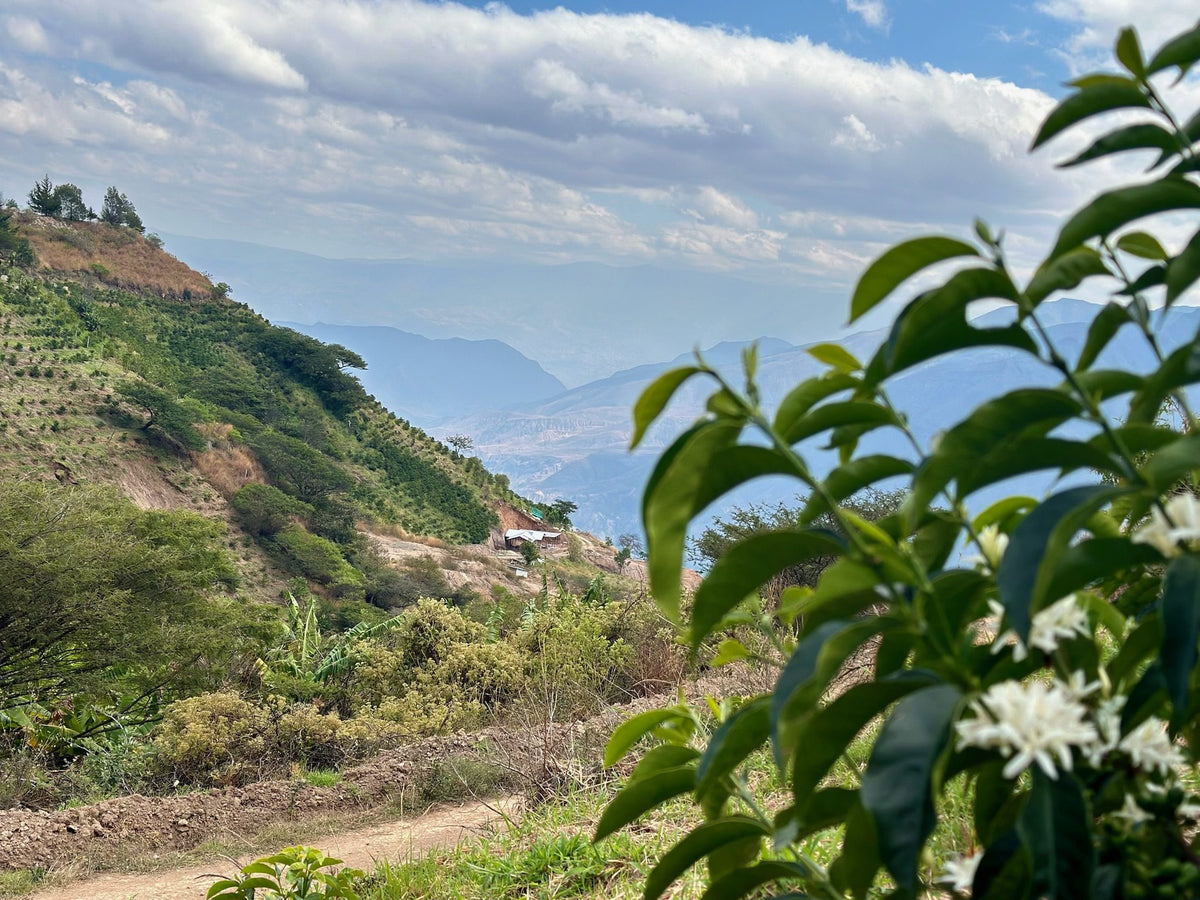 White coffee blossoms in the foreground with a steep hillside and valley haze behind