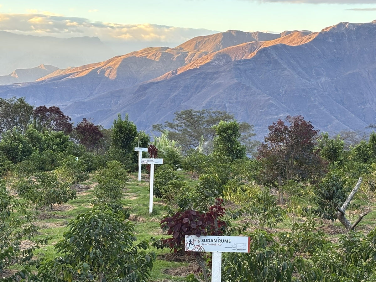 Coffee plots with variety marker signs and Andean ridges lit pink-orange at sunset