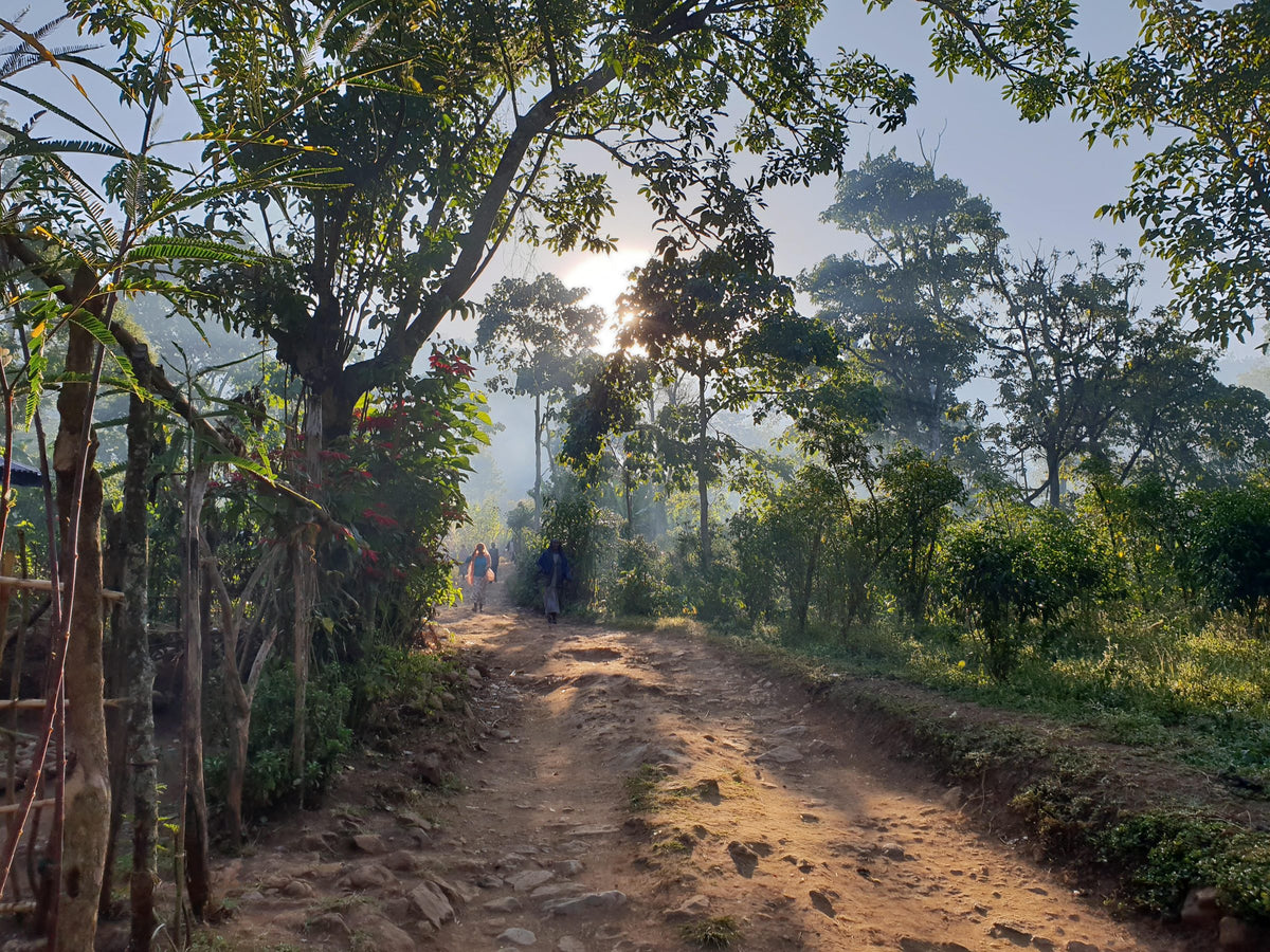 Misty dirt road through tall shade trees with sun breaking through