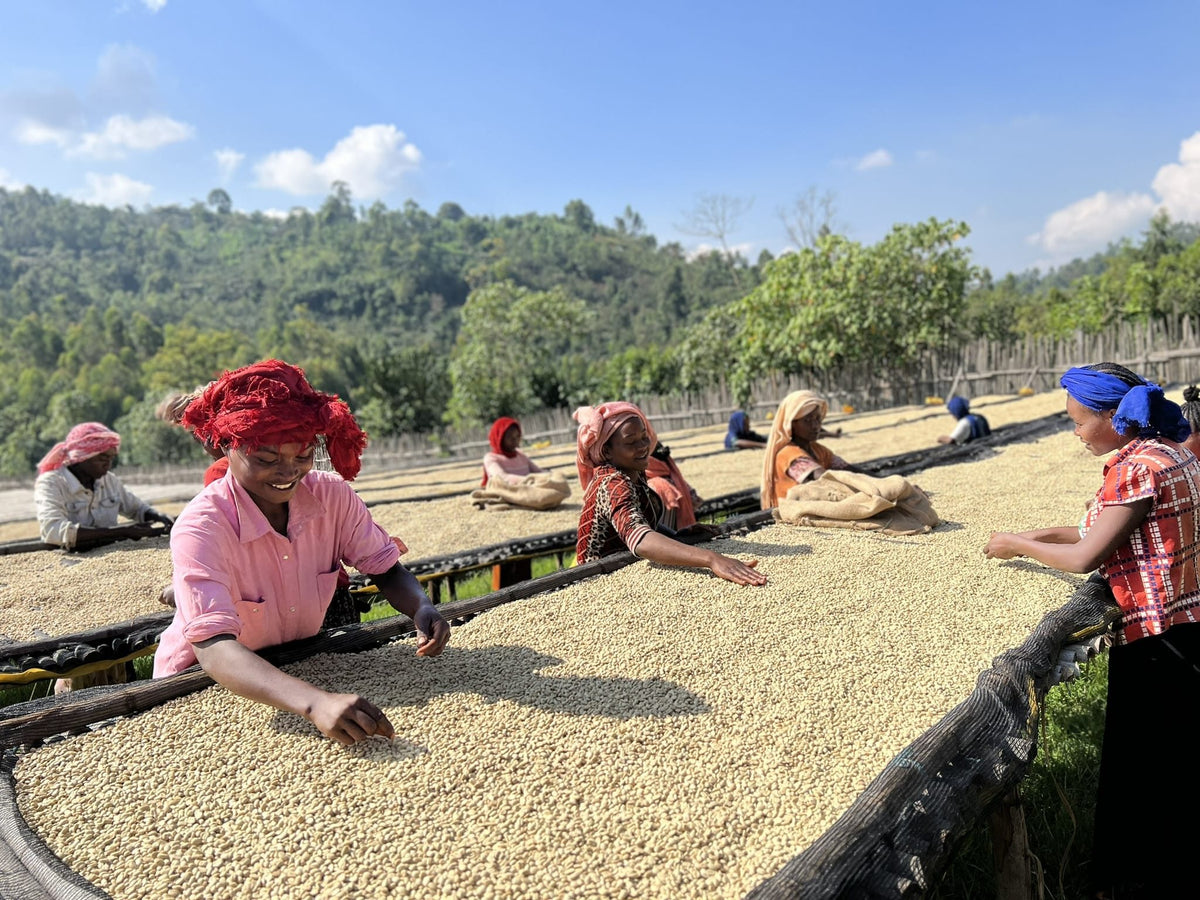 Women in headscarves turning parchment on long raised beds with forested hills behind