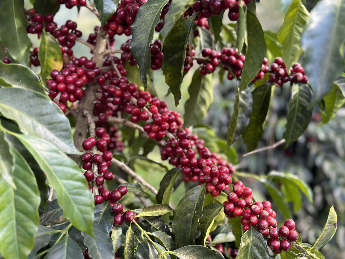 Dense clusters of ripe red cherries along coffee branches at Finca El Socorro