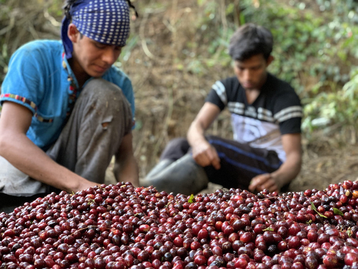 Two people sorting red coffee berries in a natural setting