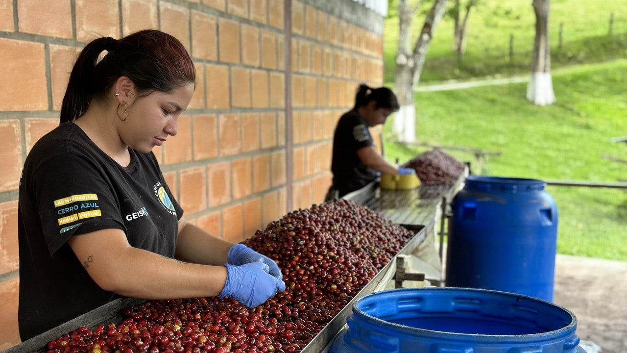 Two women sorting coffee cherries in an outdoor setting with blue barrels.