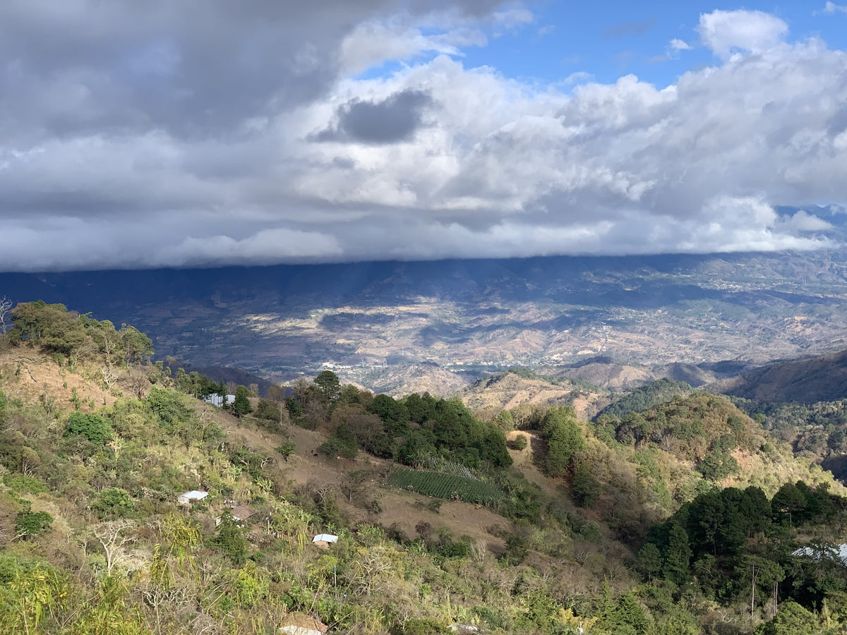 Los Planes Pacamara