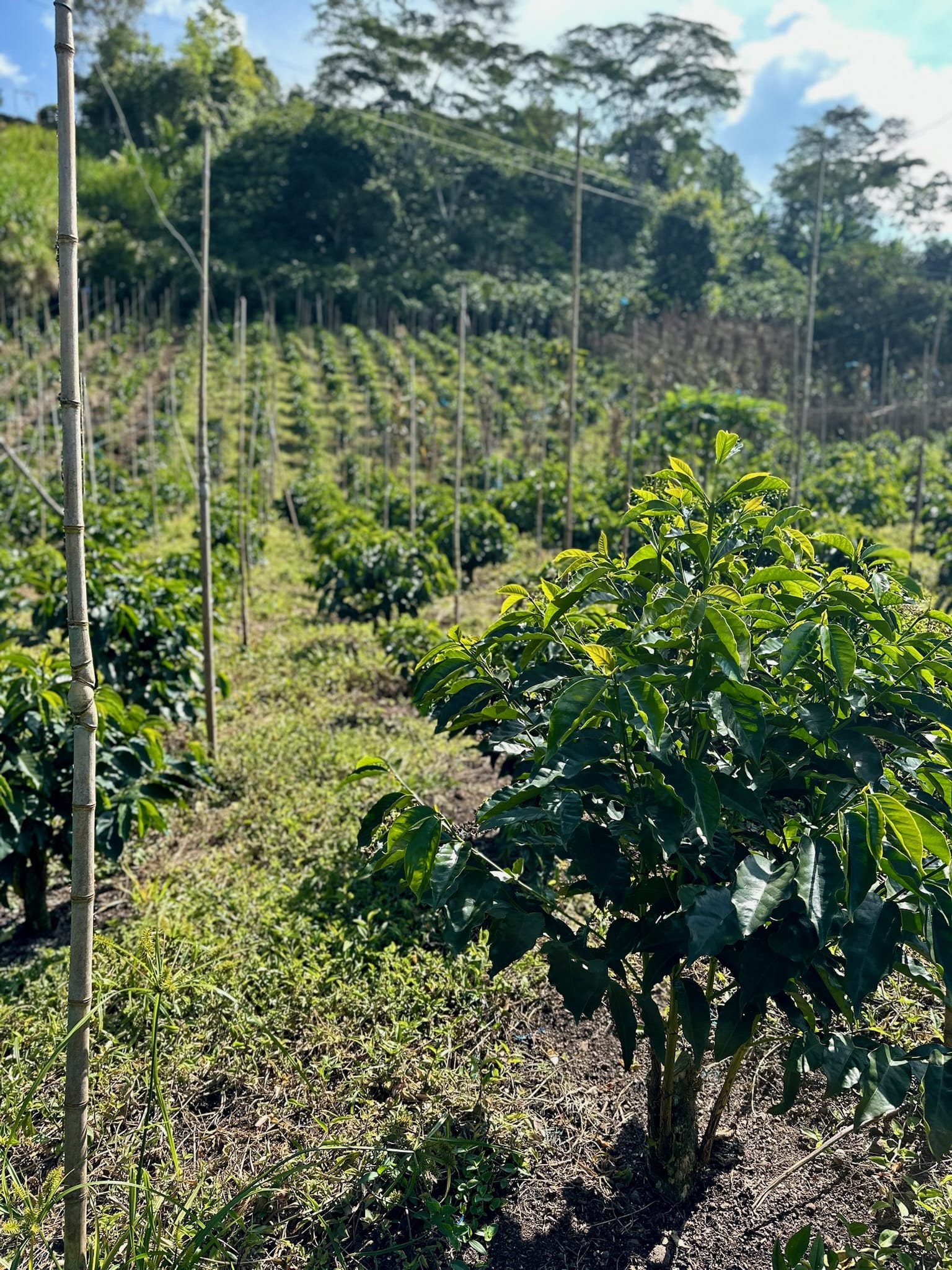 El Chaferote | Pink Bourbon