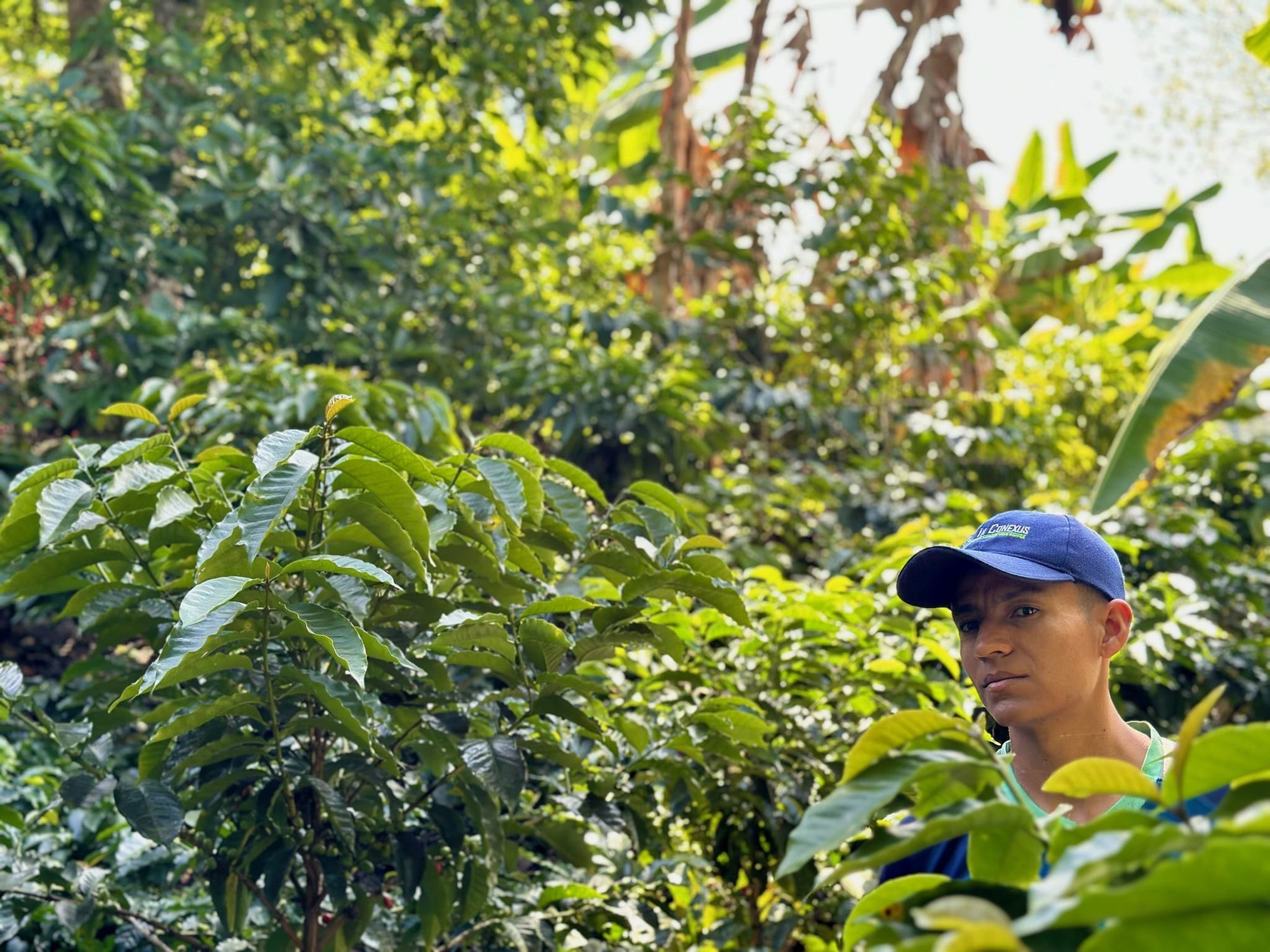 El Chaferote | Pink Bourbon