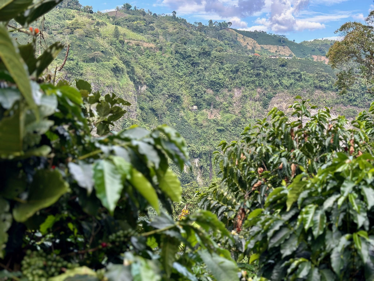 El Chaferote | Pink Bourbon