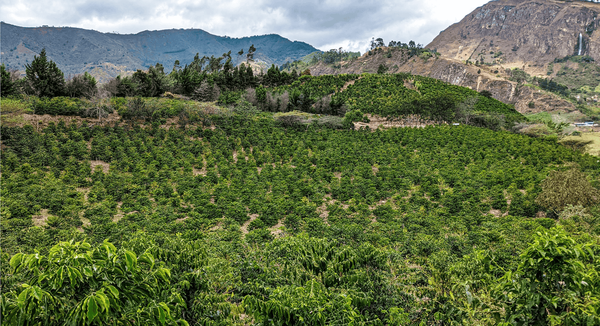 Trapiche Geisha