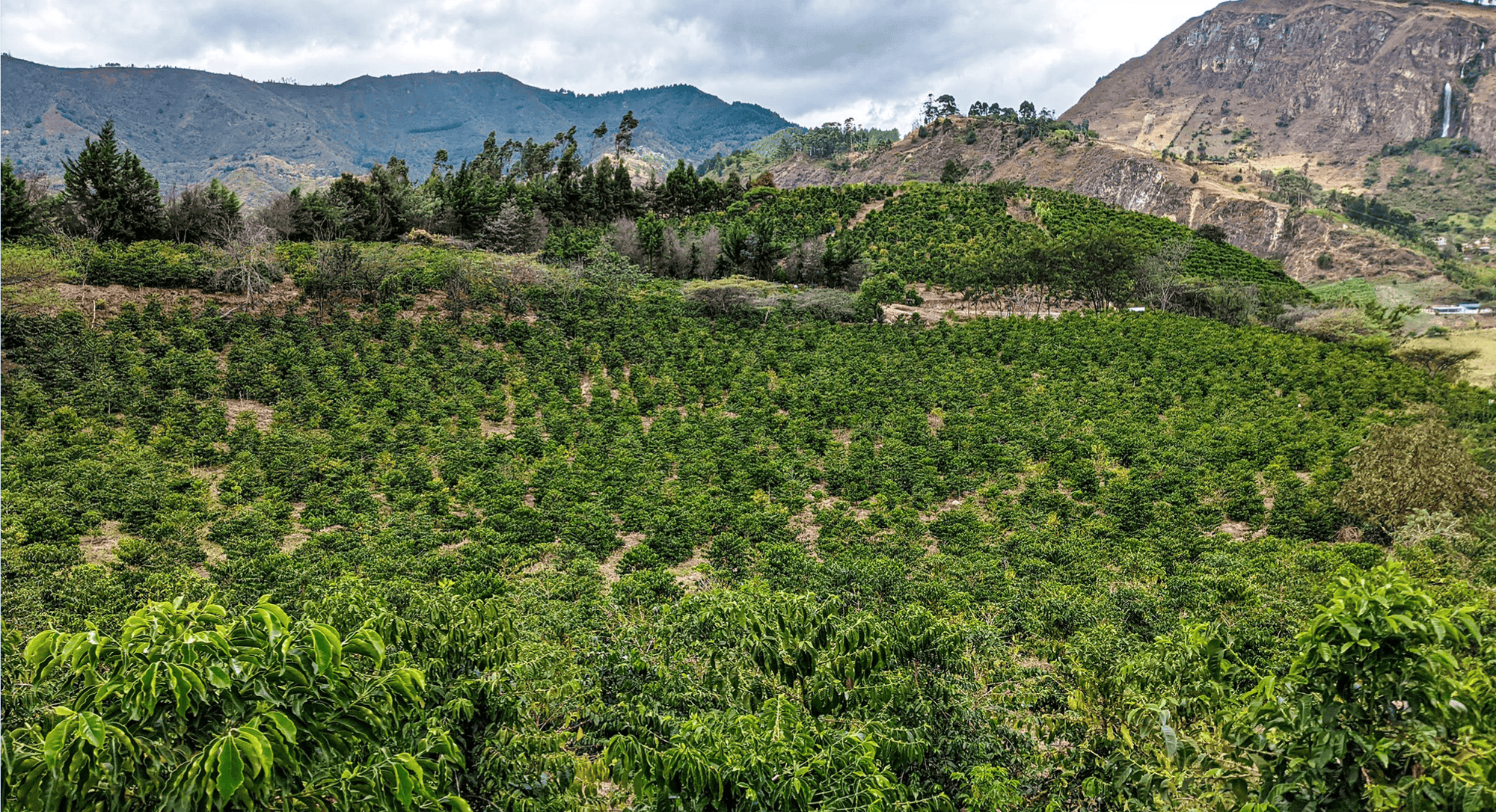 Trapiche Geisha