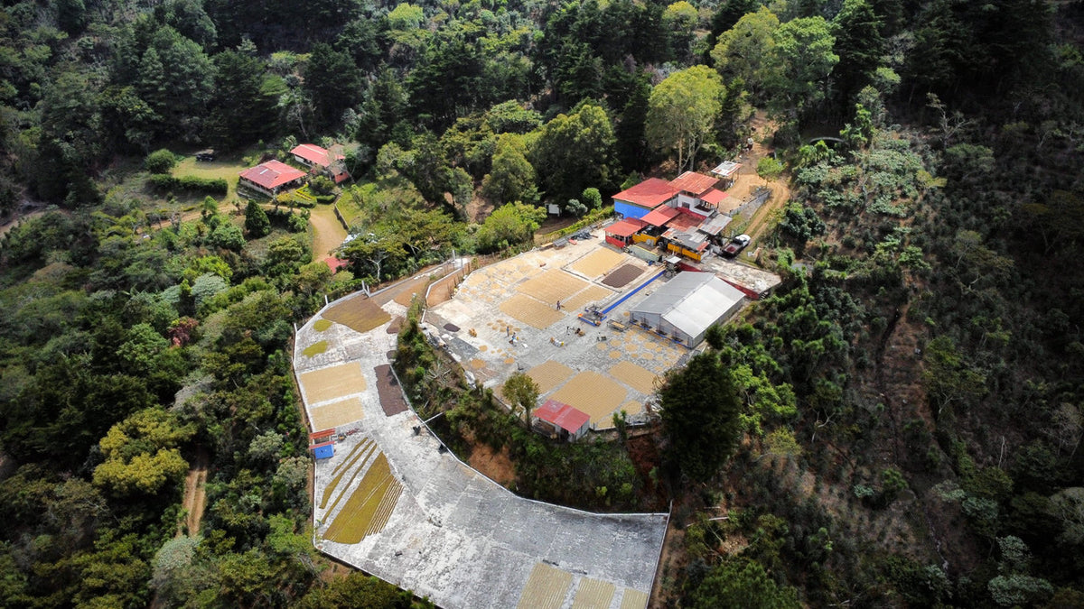 Gesha Santa Ana
