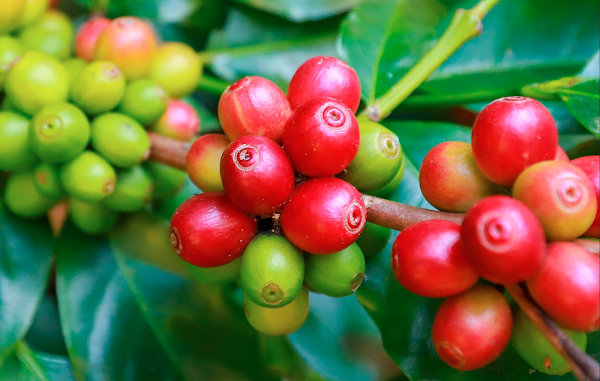 Typica Rum Barrel