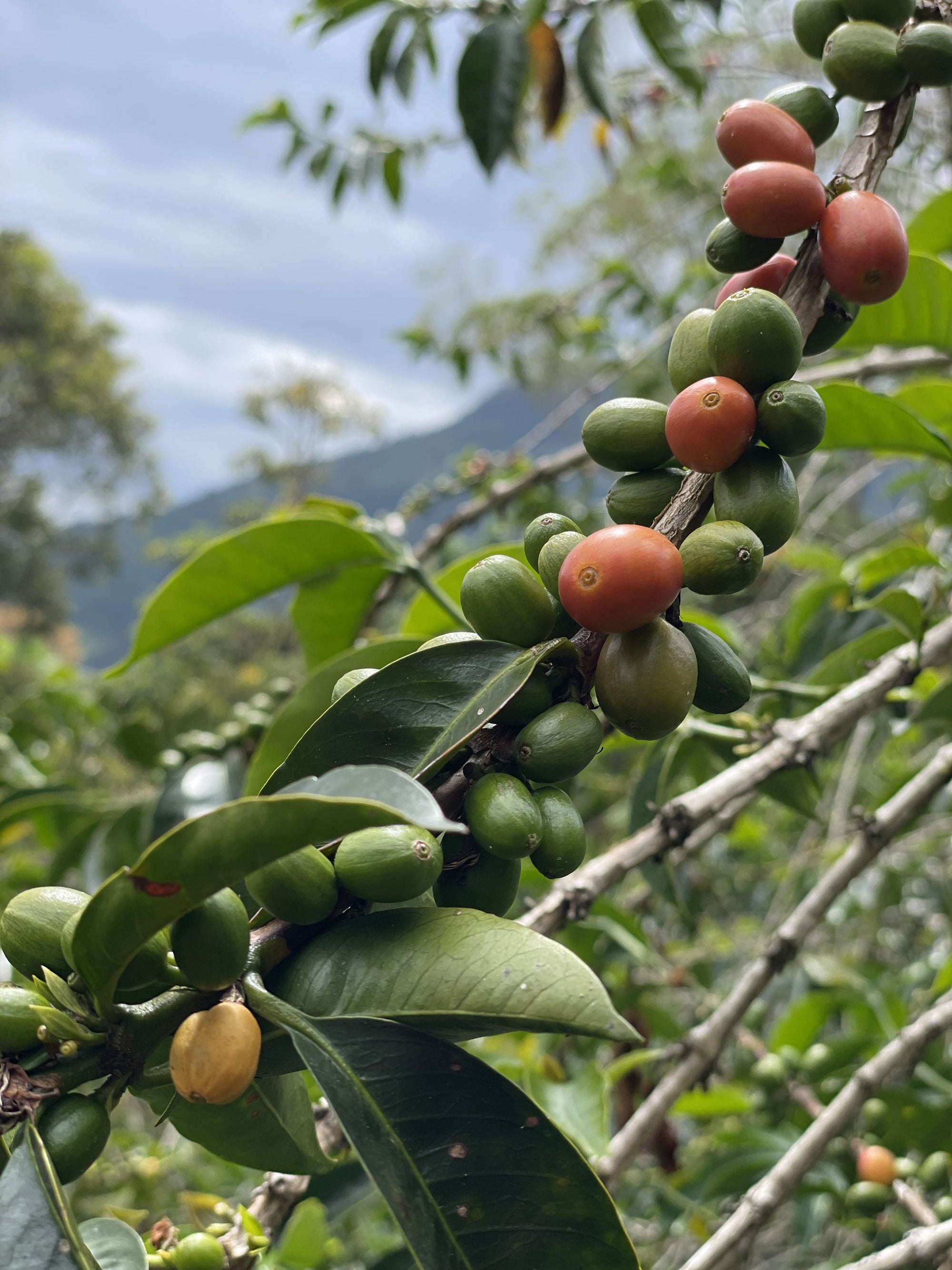 Miraflores | Pink Bourbon