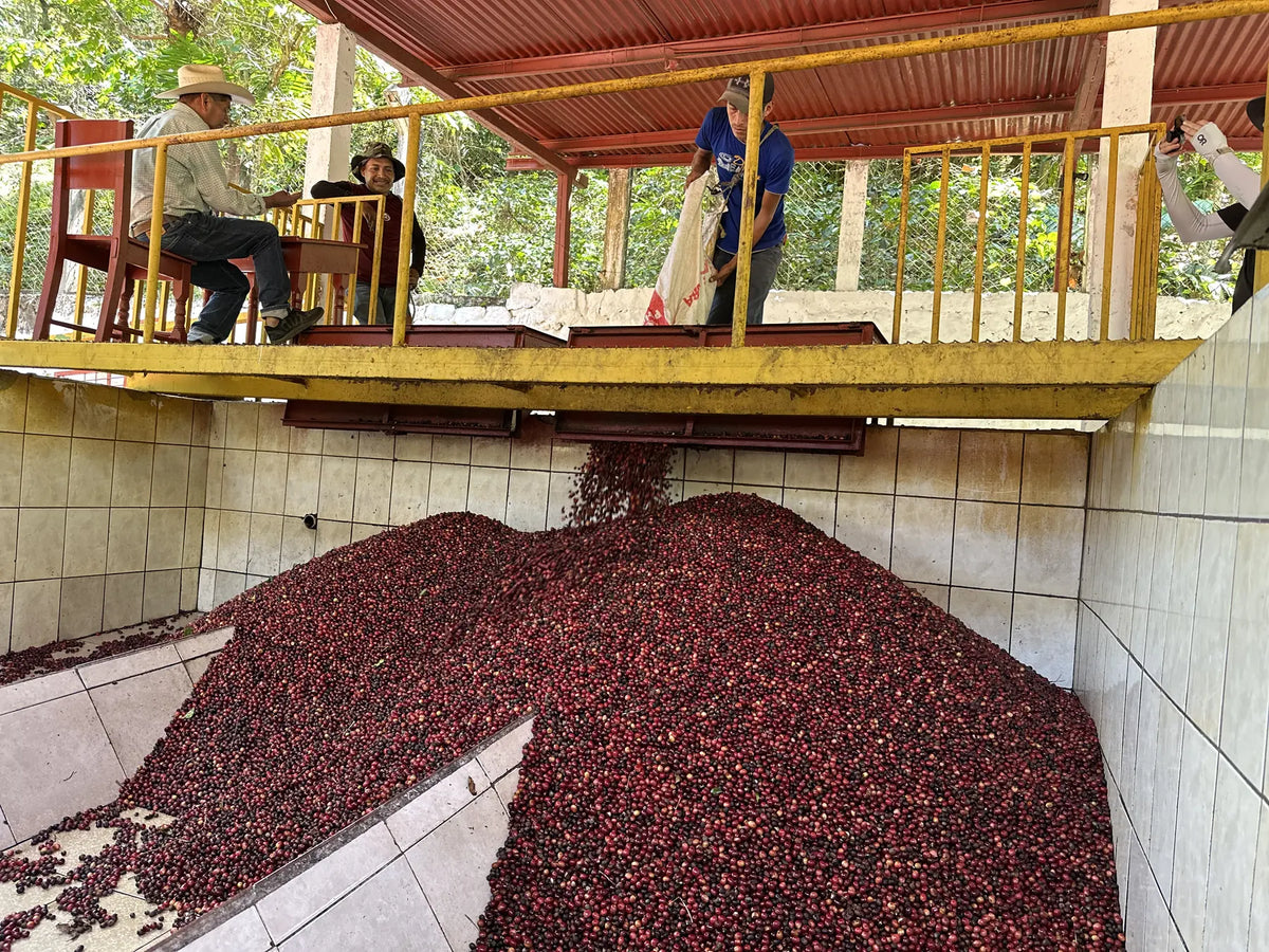 Freshly picked red coffee cherries piled in the wet mill at Finca Las Terrazas