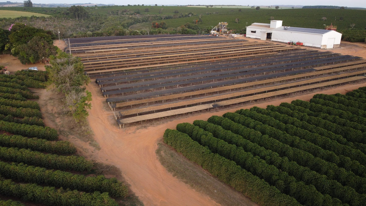 Lower drone shot of raised drying beds and a white processing building beside rows of coffee and red earth