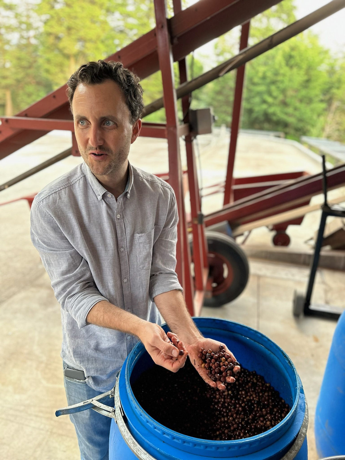 A man holding a handful of dried natural coffee cherries from a blue barrel at the Volcán Azul mill
