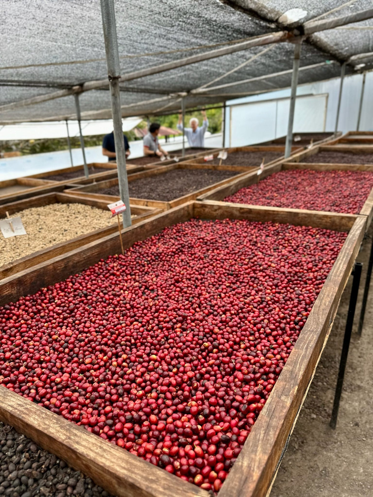 Raised drying beds full of bright red whole cherries under a shade-net greenhouse