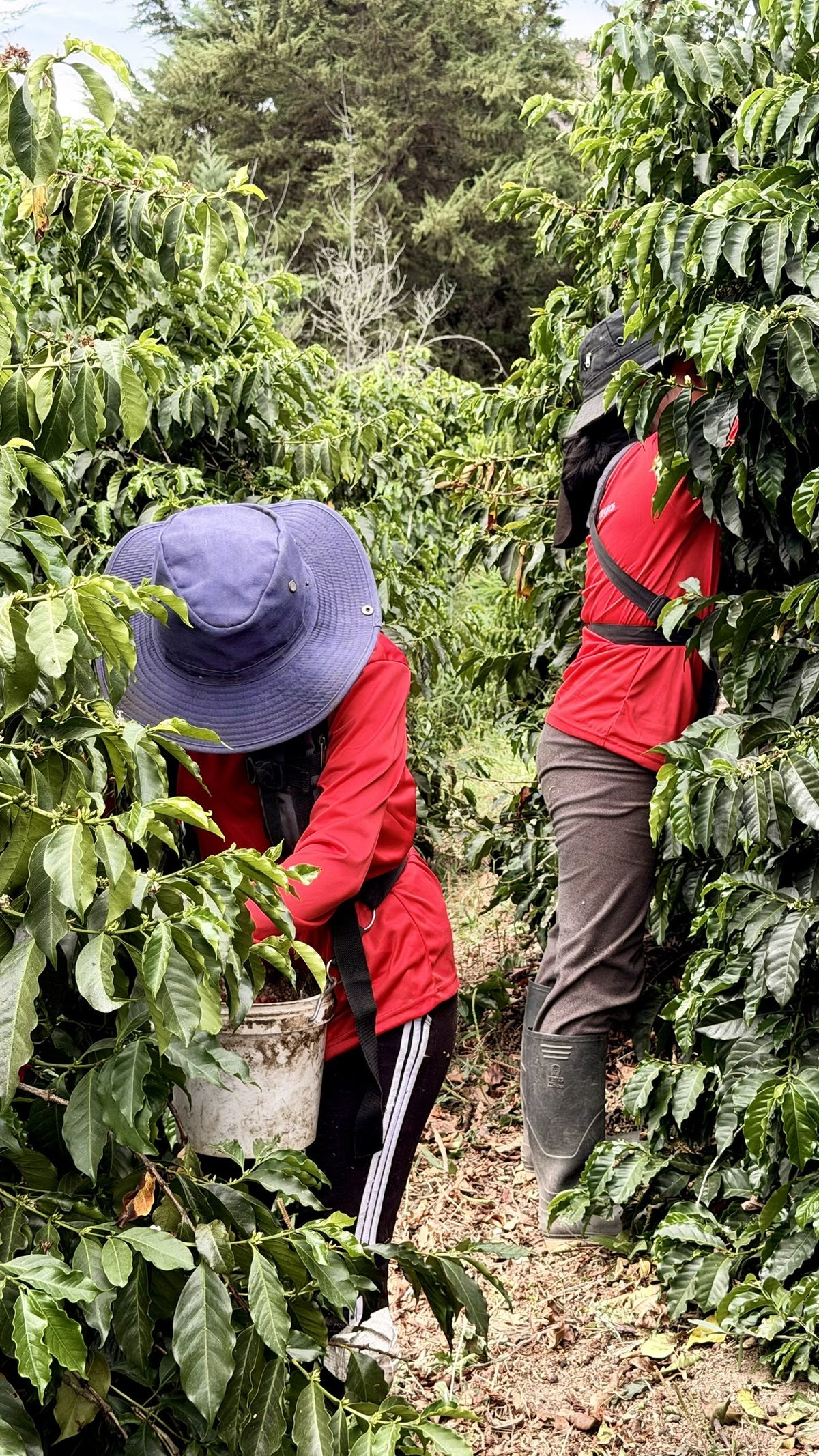 Two pickers in sun hats and red jackets harvesting among coffee trees