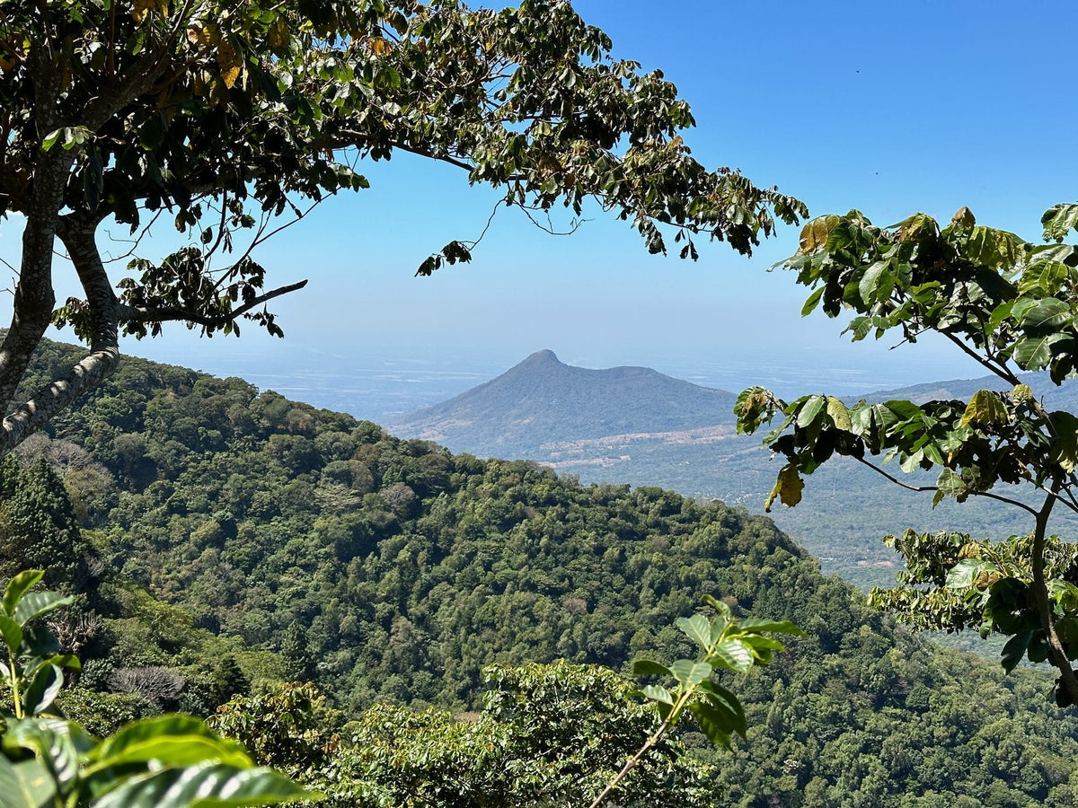 View from the coffee forest at Finca Las Mercedes across a valley to a conical volcano peak under clear sky