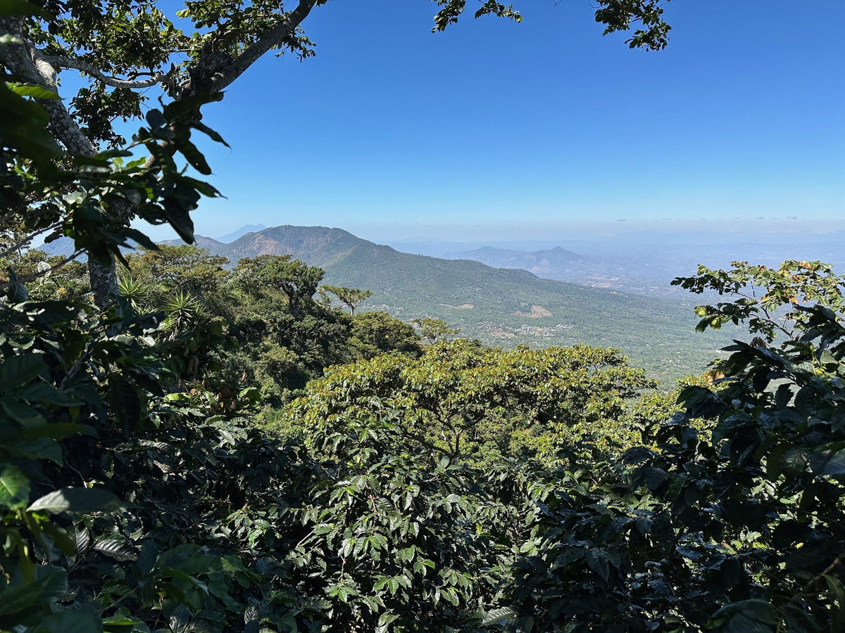 Shade-grown coffee canopy at Finca Las Mercedes with a long volcanic ridge and hazy lowlands beyond