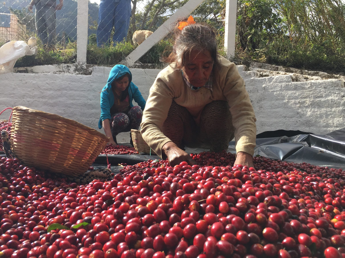 Women sorting a large pile of freshly picked red cherries on a tarp at Finca Los Planes, with a harvest basket