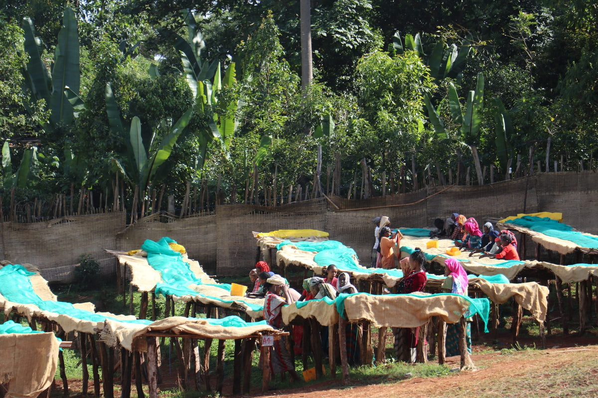 Raised drying beds with turquoise covers and workers, set under tall enset and forest trees