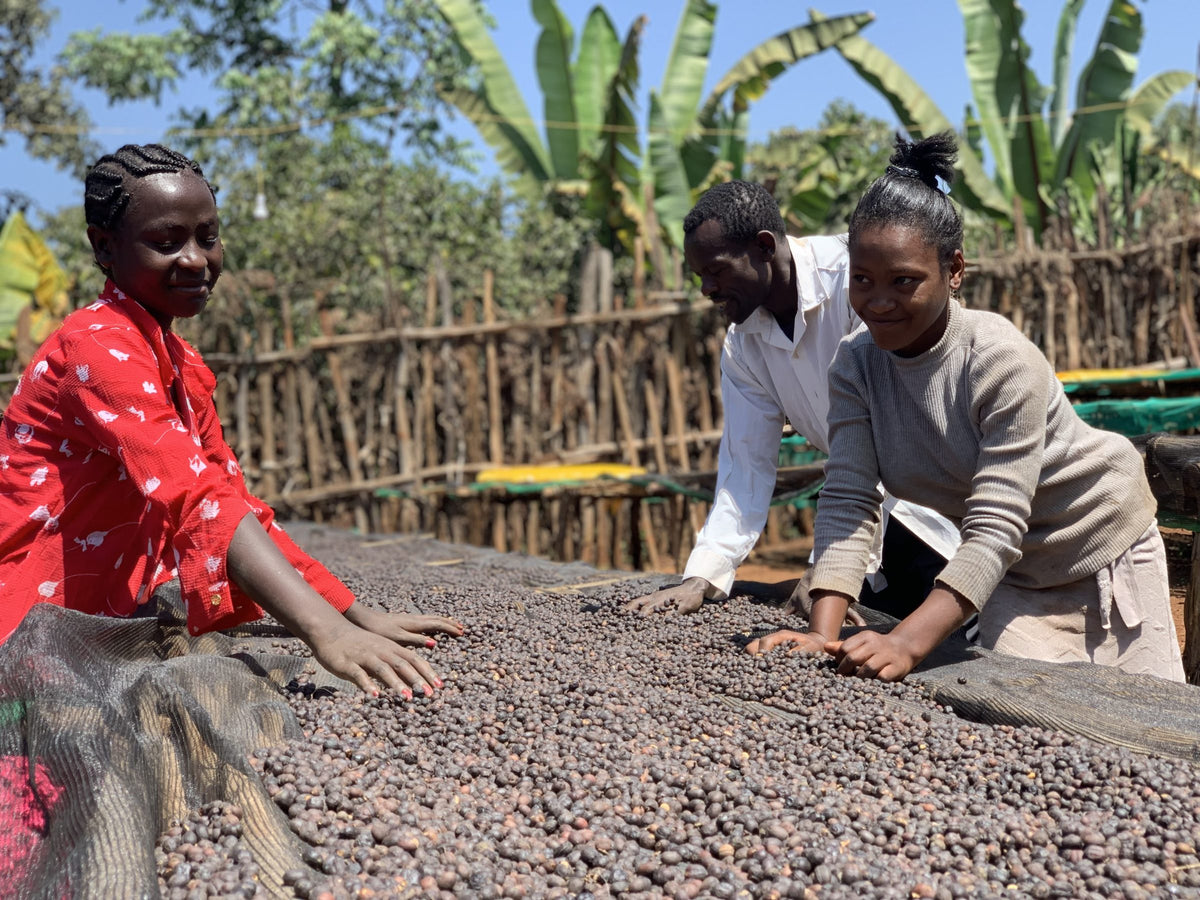 Three women, two smiling, working natural cherries on a raised drying bed with banana plants behind