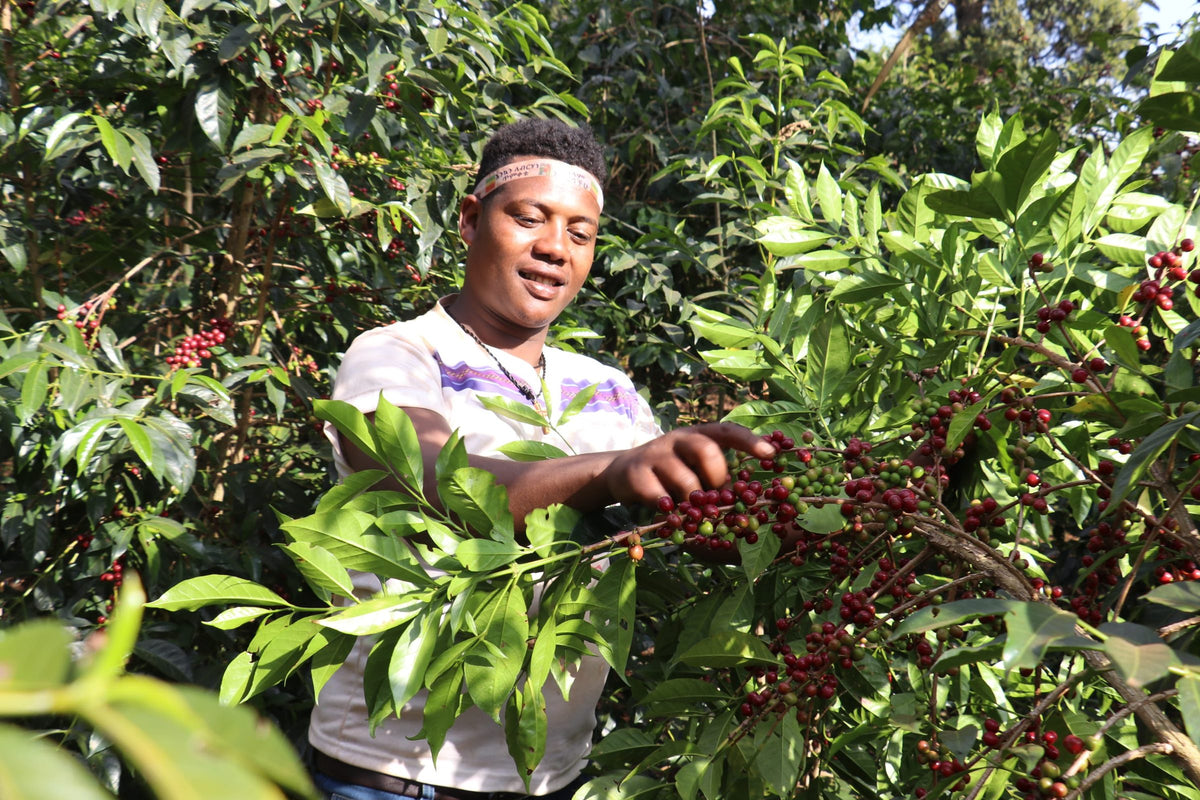 Smiling young woman picking ripe red cherries from a coffee tree
