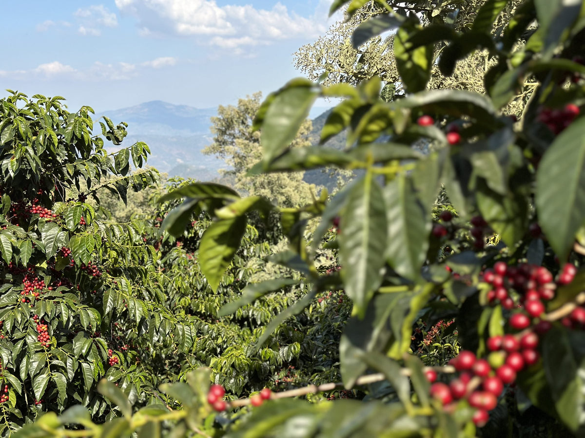 Coffee branches heavy with red cherries at Finca El Socorro with blue mountain ridges and clouds behind