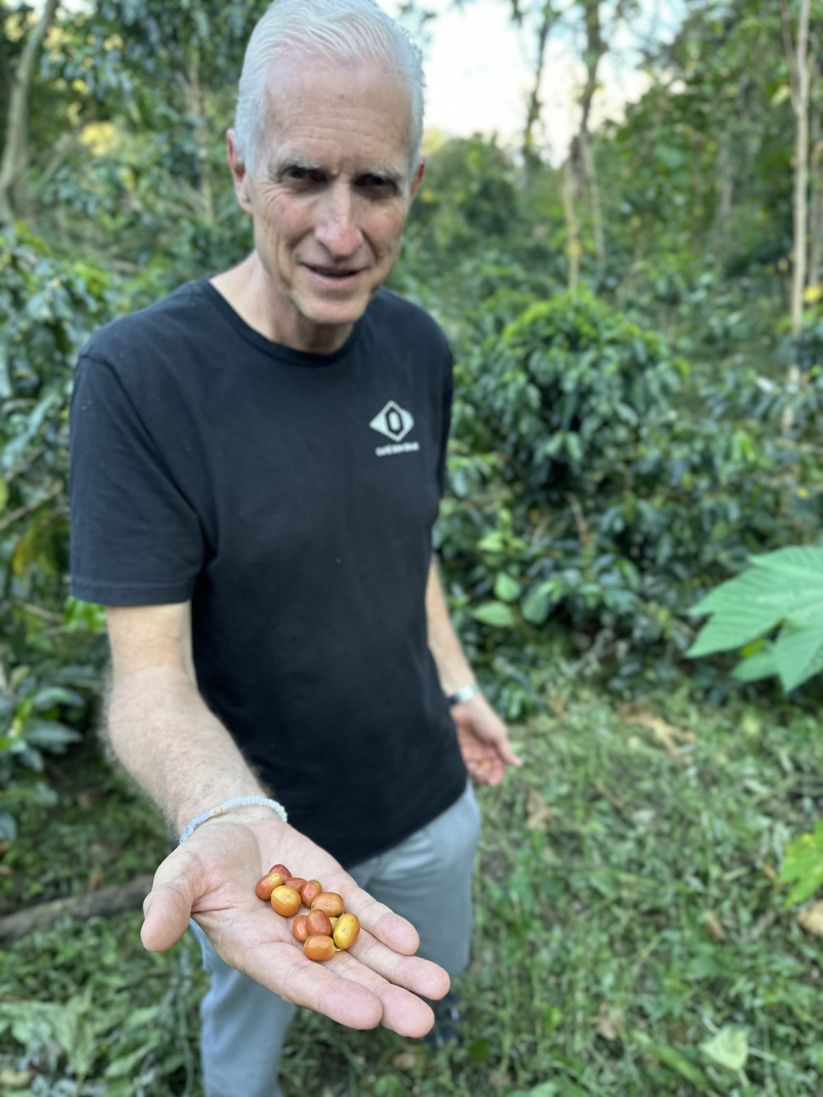 A gray-haired man in a black T-shirt holding out a palm of ripe yellow and red cherries among coffee trees at Don Benjie Estate