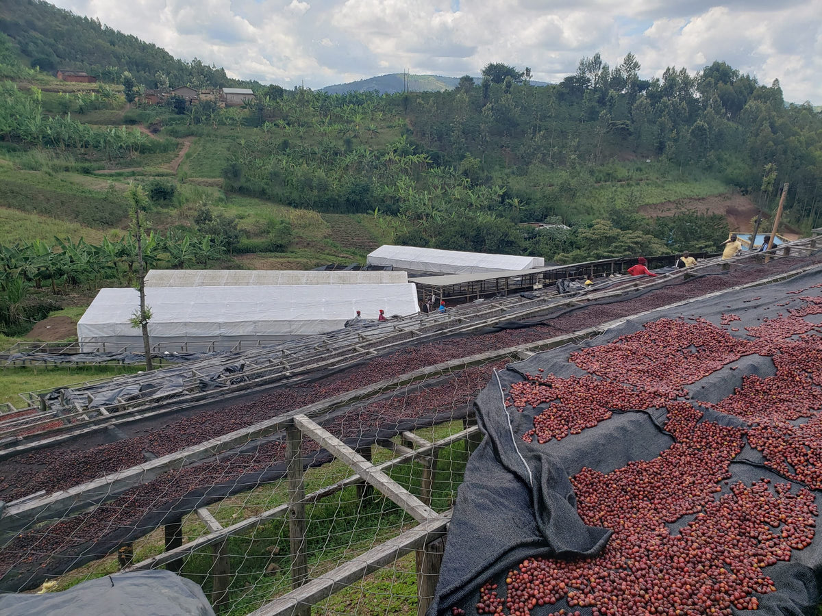 Long raised beds of drying red cherries running across a hillside, with green terraced hills behind