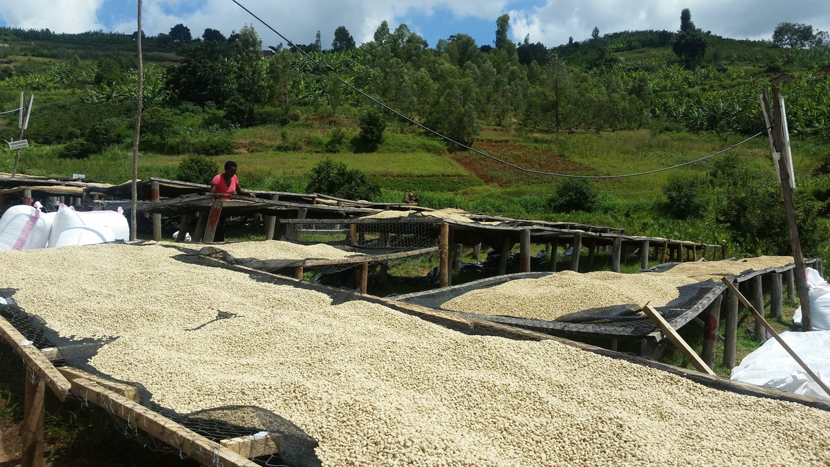 Raised beds of drying parchment with green hills, banana trees and the station behind
