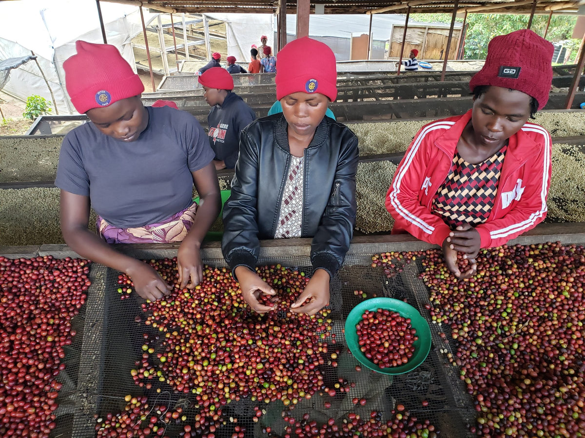 Three women in red caps hand-sorting cherries on a raised bed