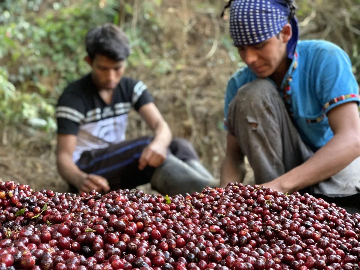 Pickers sorting ripe red coffee cherries at Finca Santa Ana