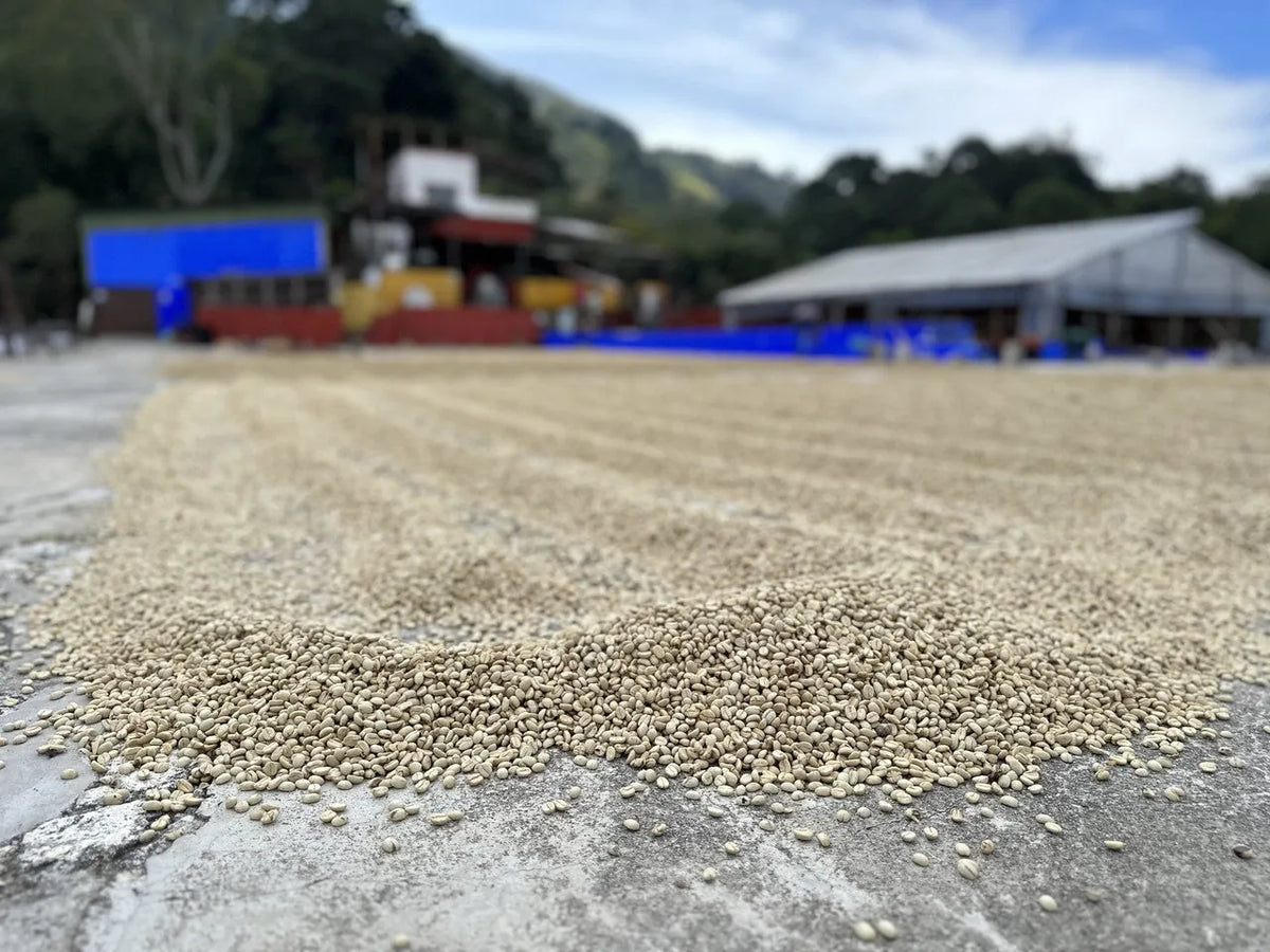 Coffee drying on the patio at Finca Santa Ana, Guatemala