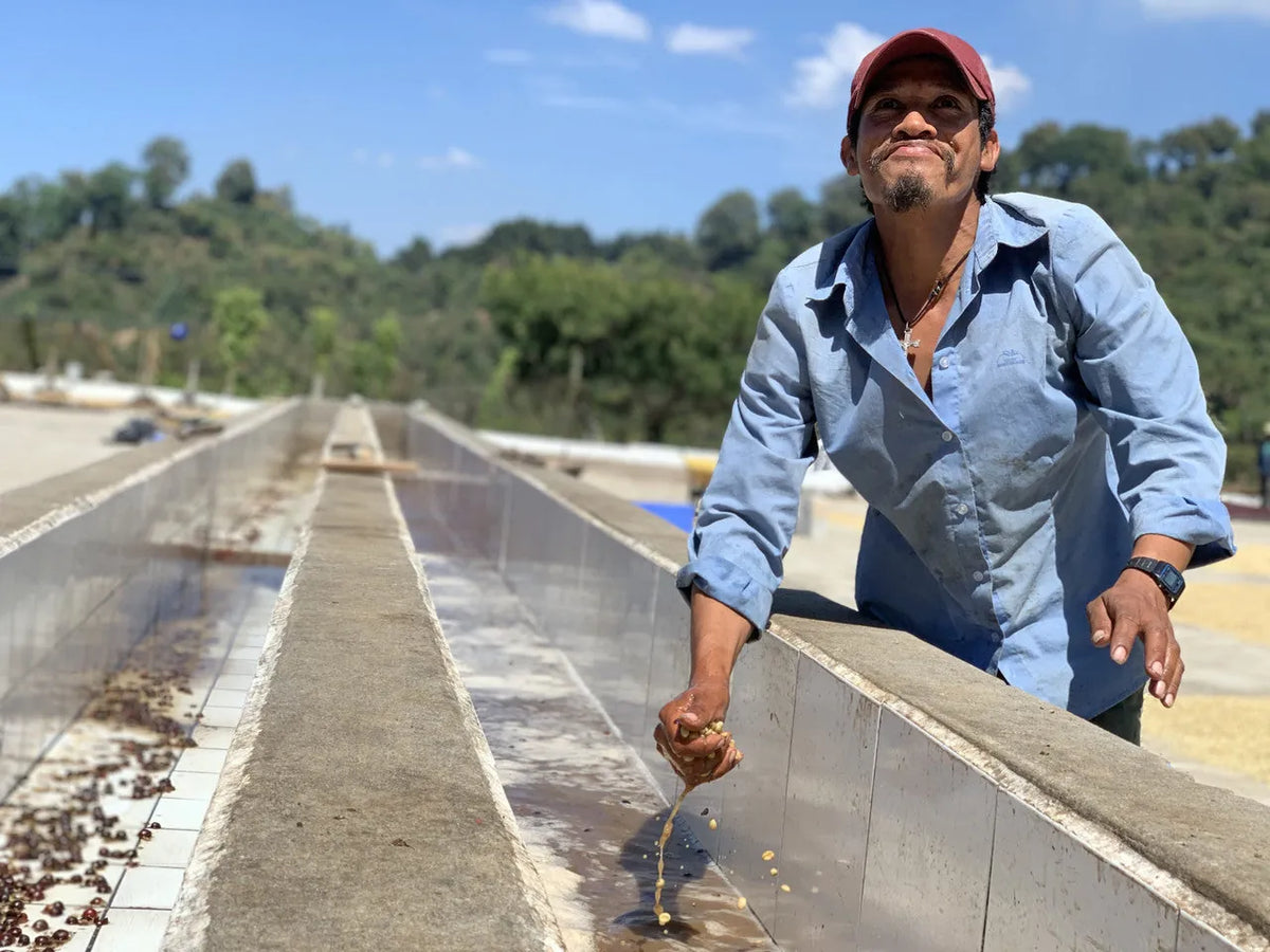 Worker checking washed coffee in the channels at Finca Santa Ana