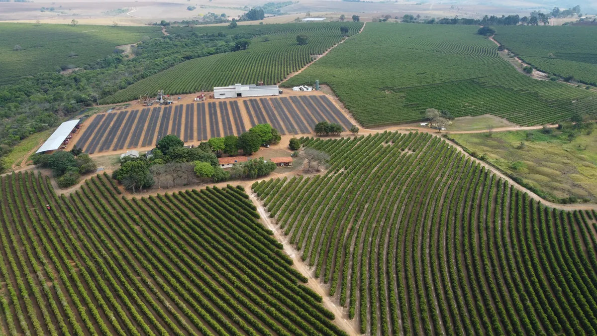 Aerial view of Fazenda Terra Alta coffee fields and drying patios in Ibiá, Minas Gerais, Brazil