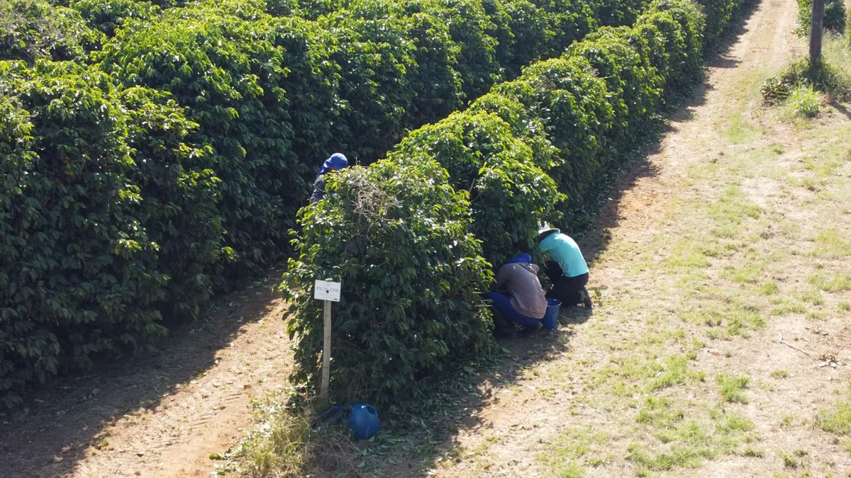 Workers tending coffee trees between the rows at Fazenda Terra Alta